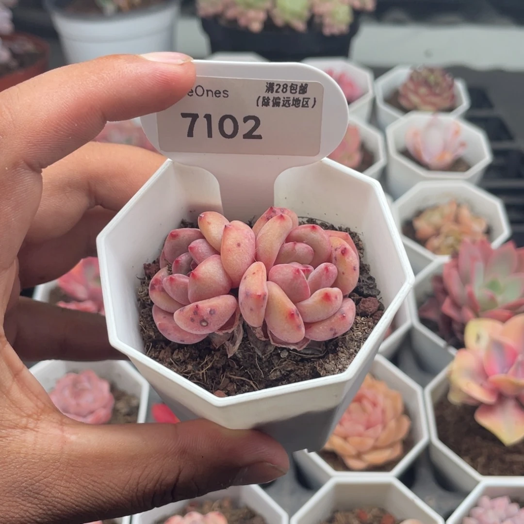 7102林依晨4.5厘米