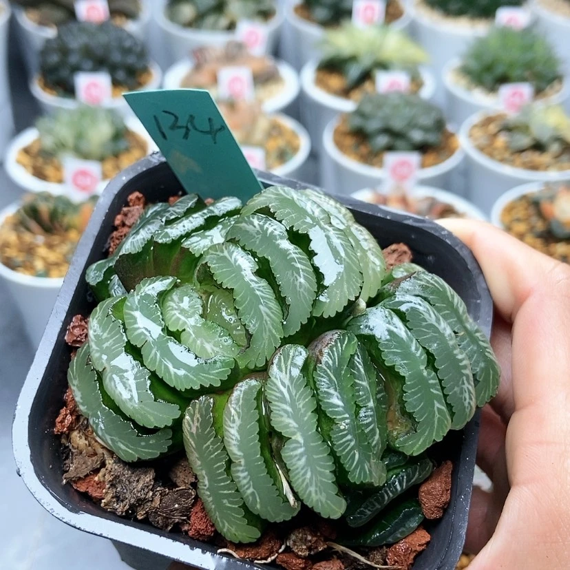 【闪购商品】是****了134钻石玉扇