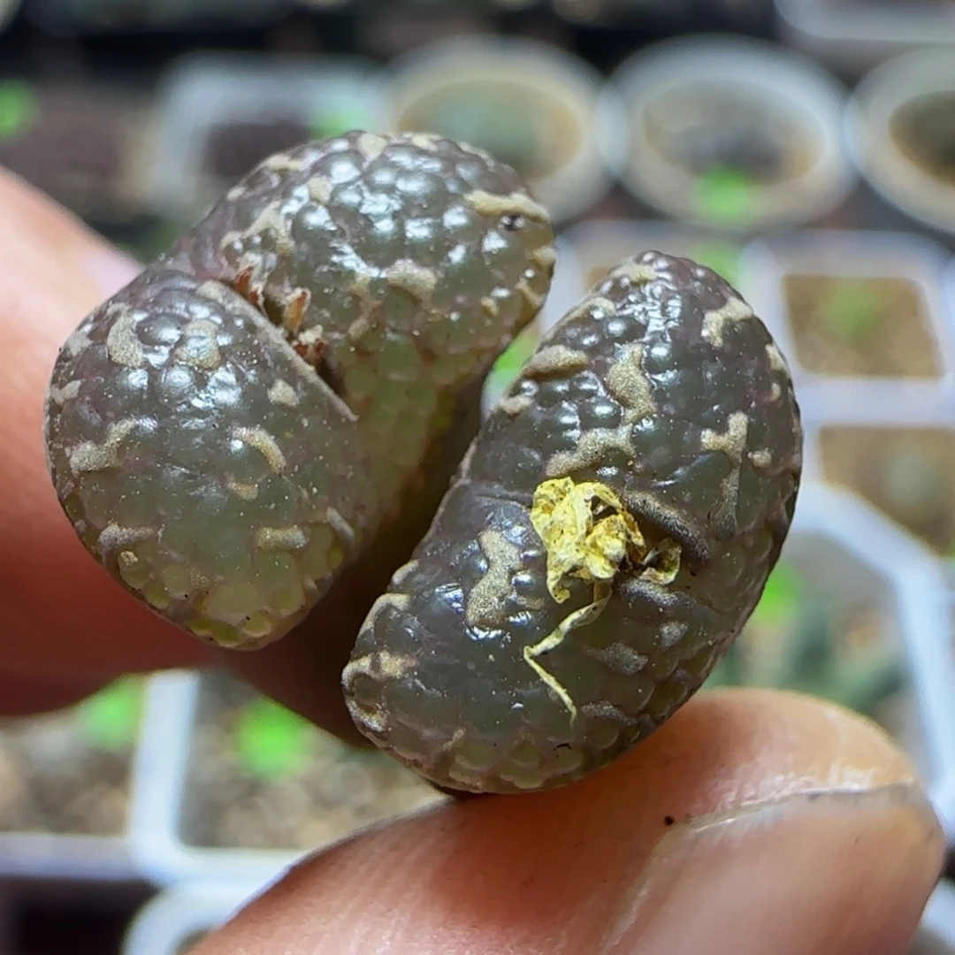 泡泡勋章多肉植物442