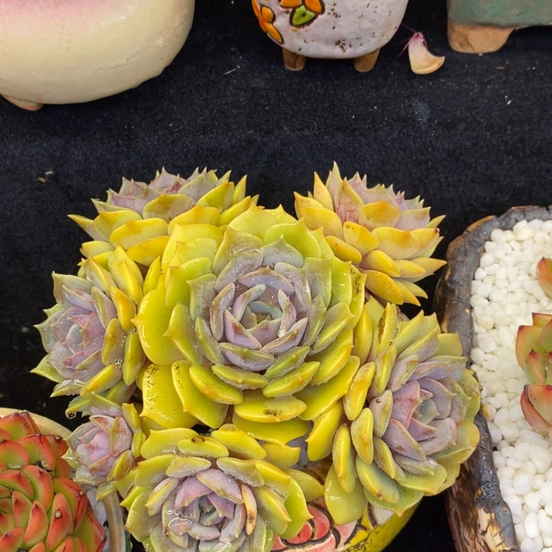 紫蝶多肉植物盆栽