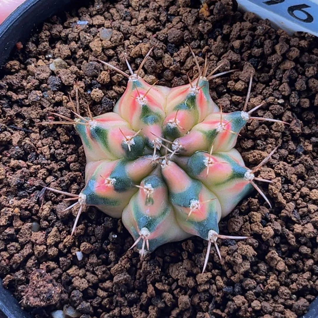 满月 米哈仙人球