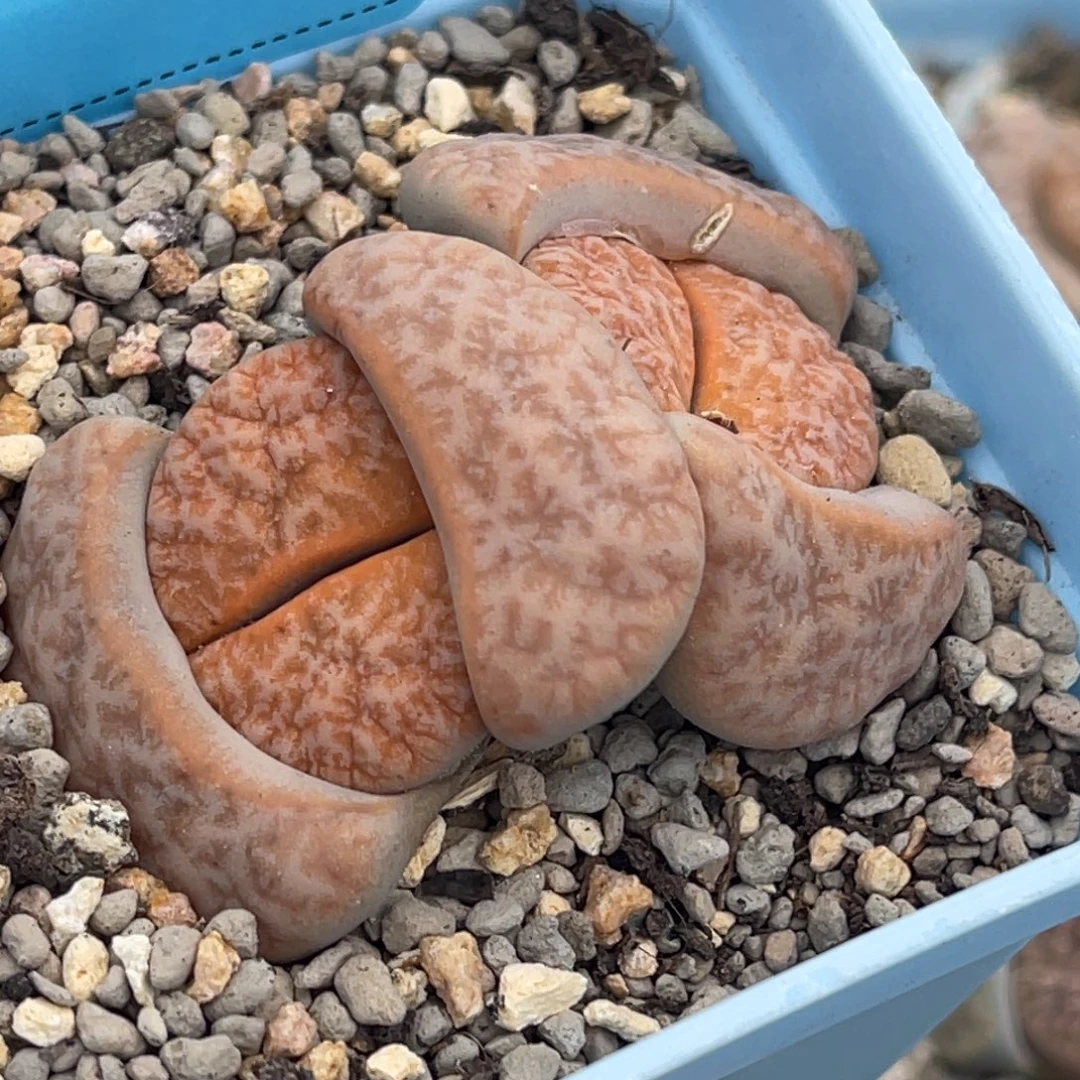 7629双头拿铁母本一颗