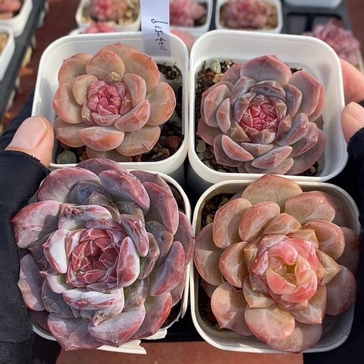 1123-519。粉魄糖心4个