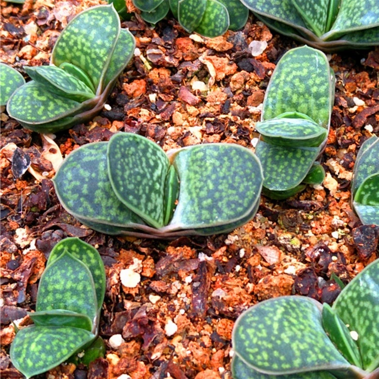 多肉植物多肉组合【子元宝】子宝多肉植物元宝花盆栽防辐射其他