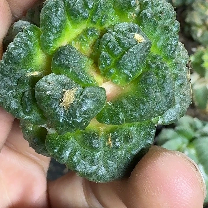 无花朵苗接大尤龟甲327