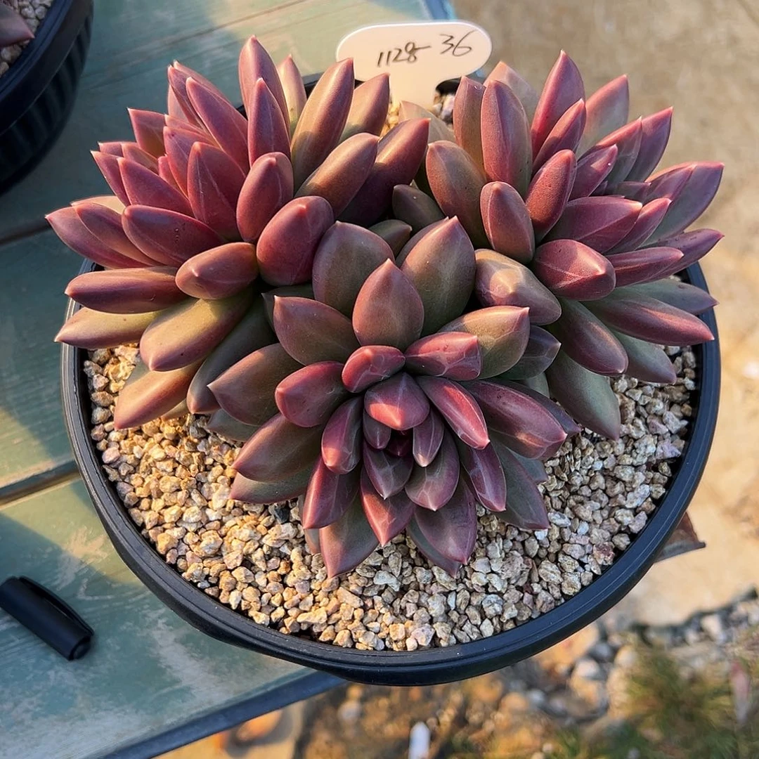 波***妞1128-36迷雾泡泡。