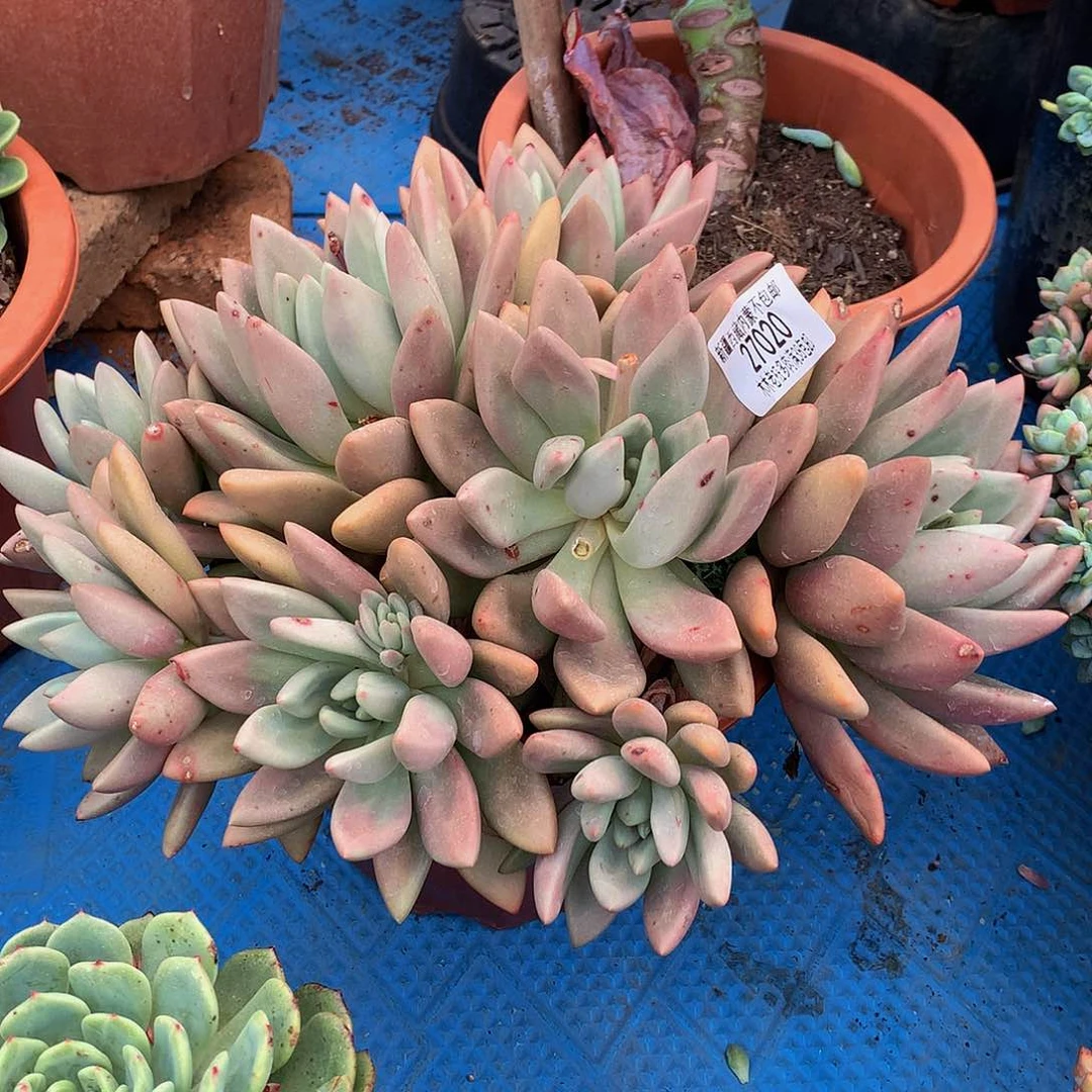 惠*      桃花源27020
