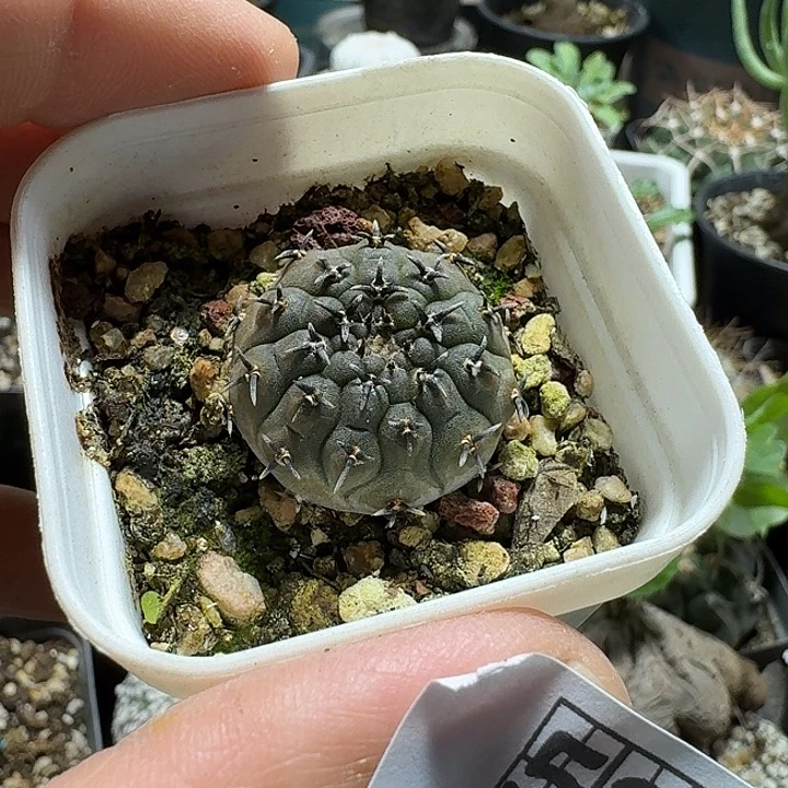 539黑刺凤头脱土发货