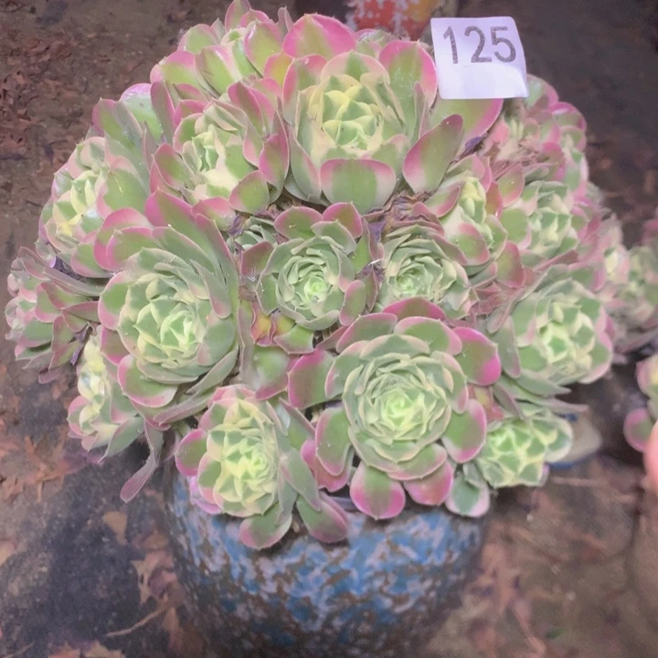 125白凤多肉植物