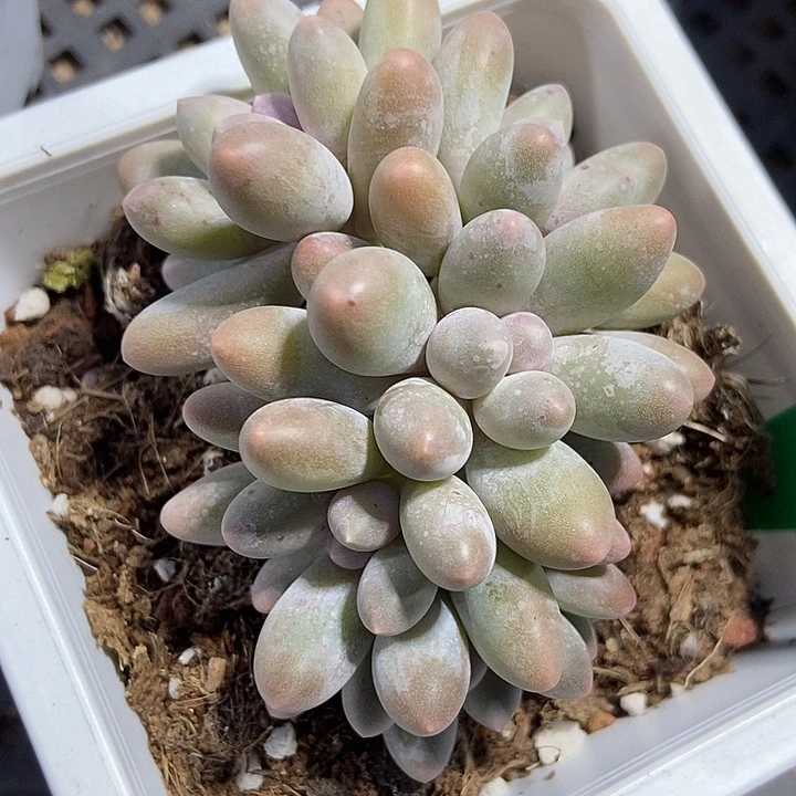 多肉植物汤圆朵朵753