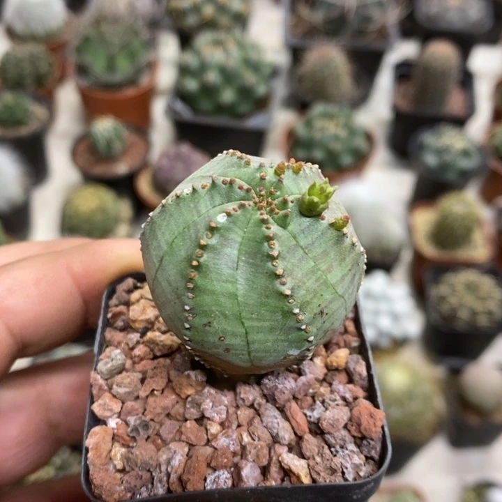 子吹布纹球特价福利2