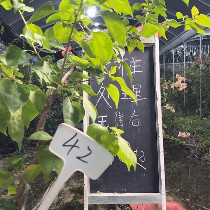 无花朵三角梅三角梅42