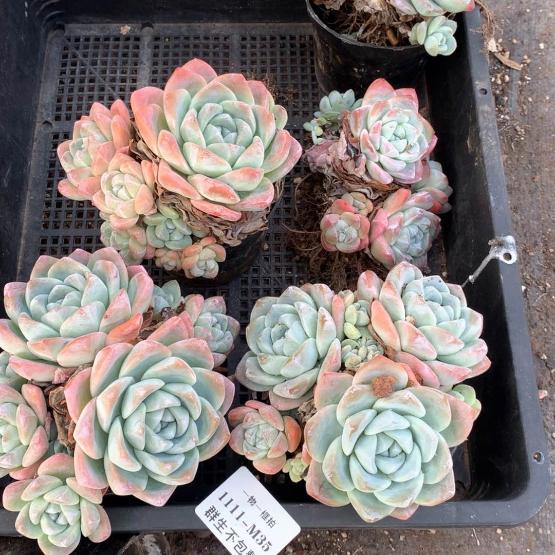 双十一福利。5颗 1111-m35