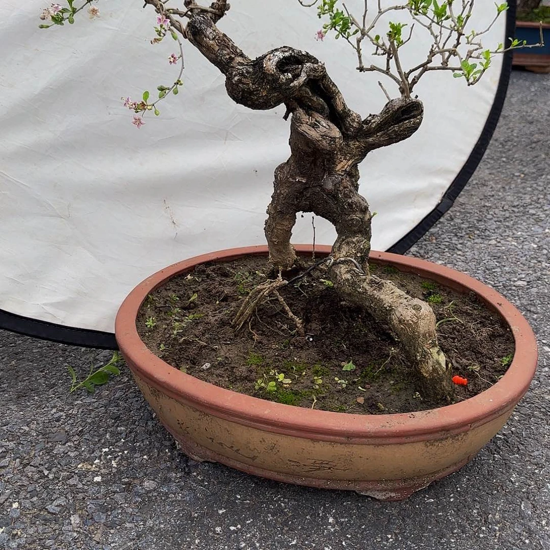 完全开放枸杞盆景花卉盆景