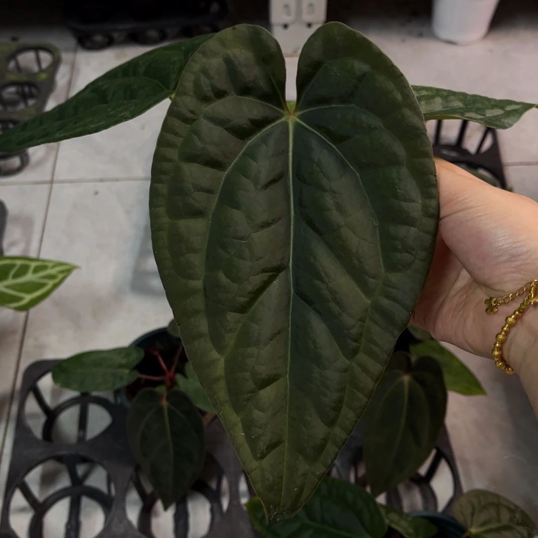 不开花植物奢华杂