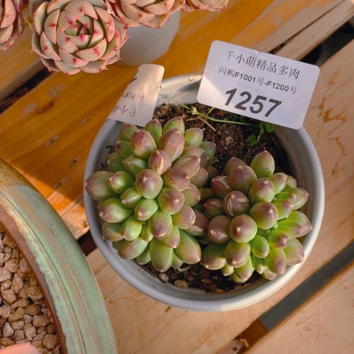 ?****ぷ谢谢你的支持00001257