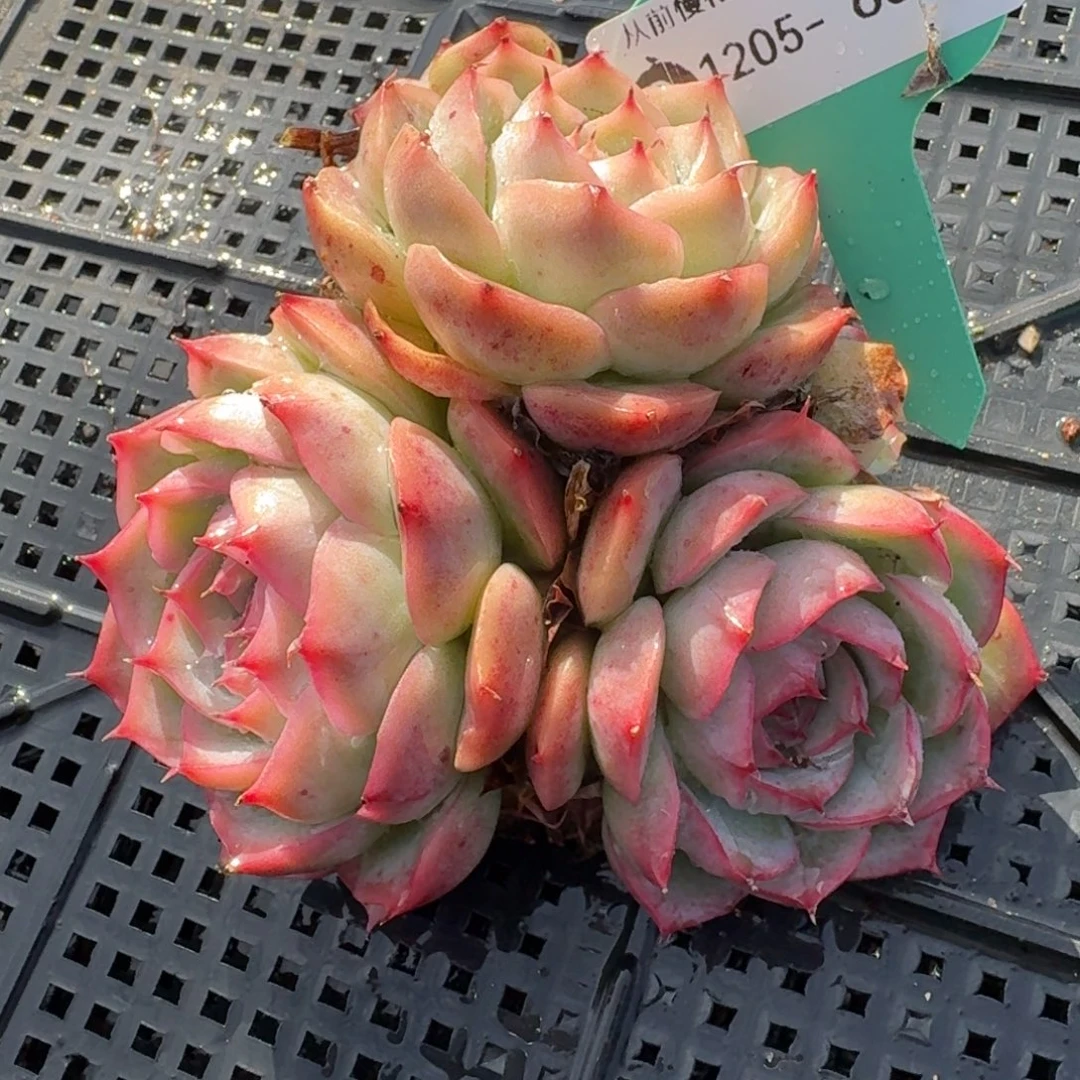 从前慢花园多肉编号1205.65