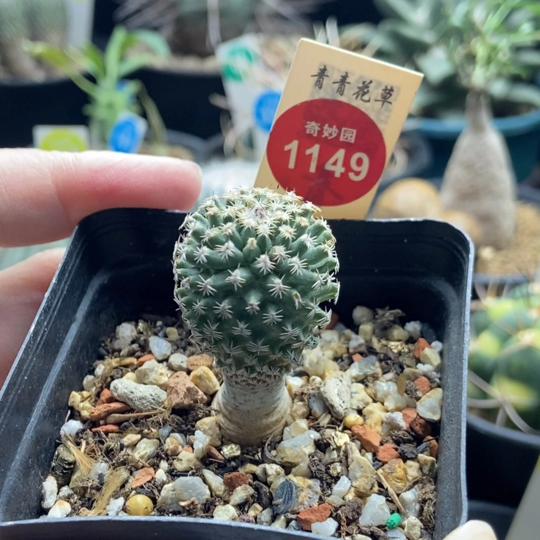 实生海胆娇丽2.4cm一棵仙人球