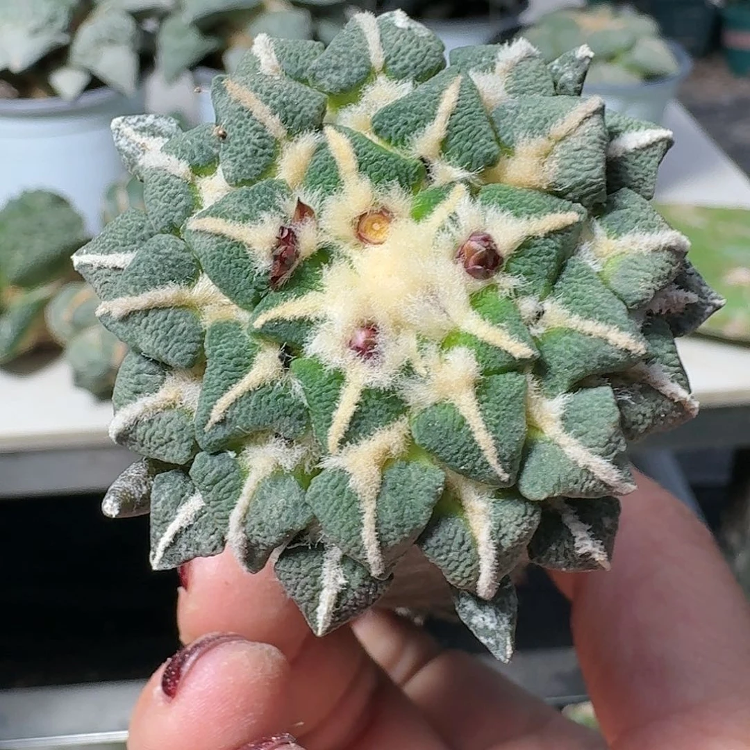 【闪购商品】无花朵心**遥颗粒黑569