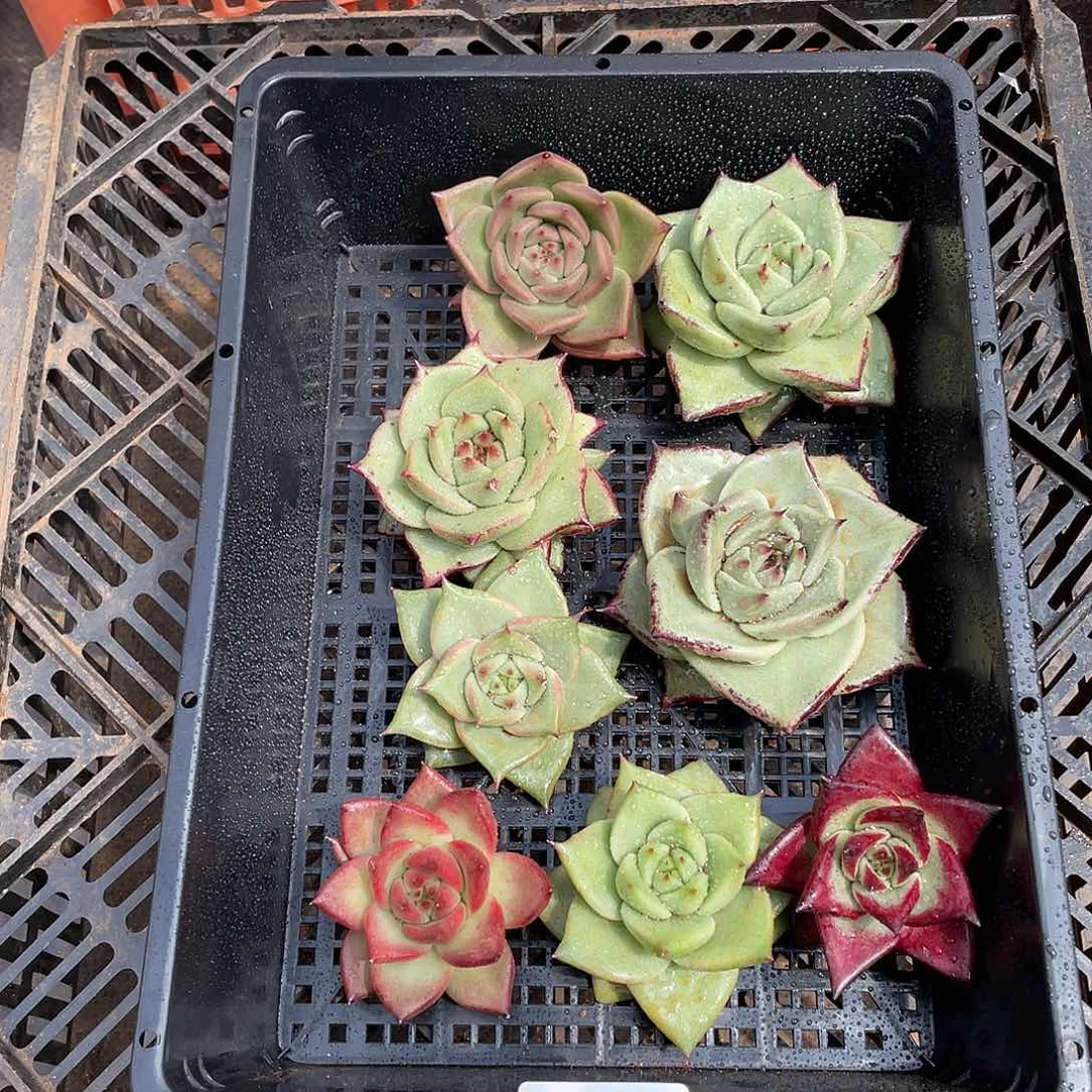 若如东云组拍474