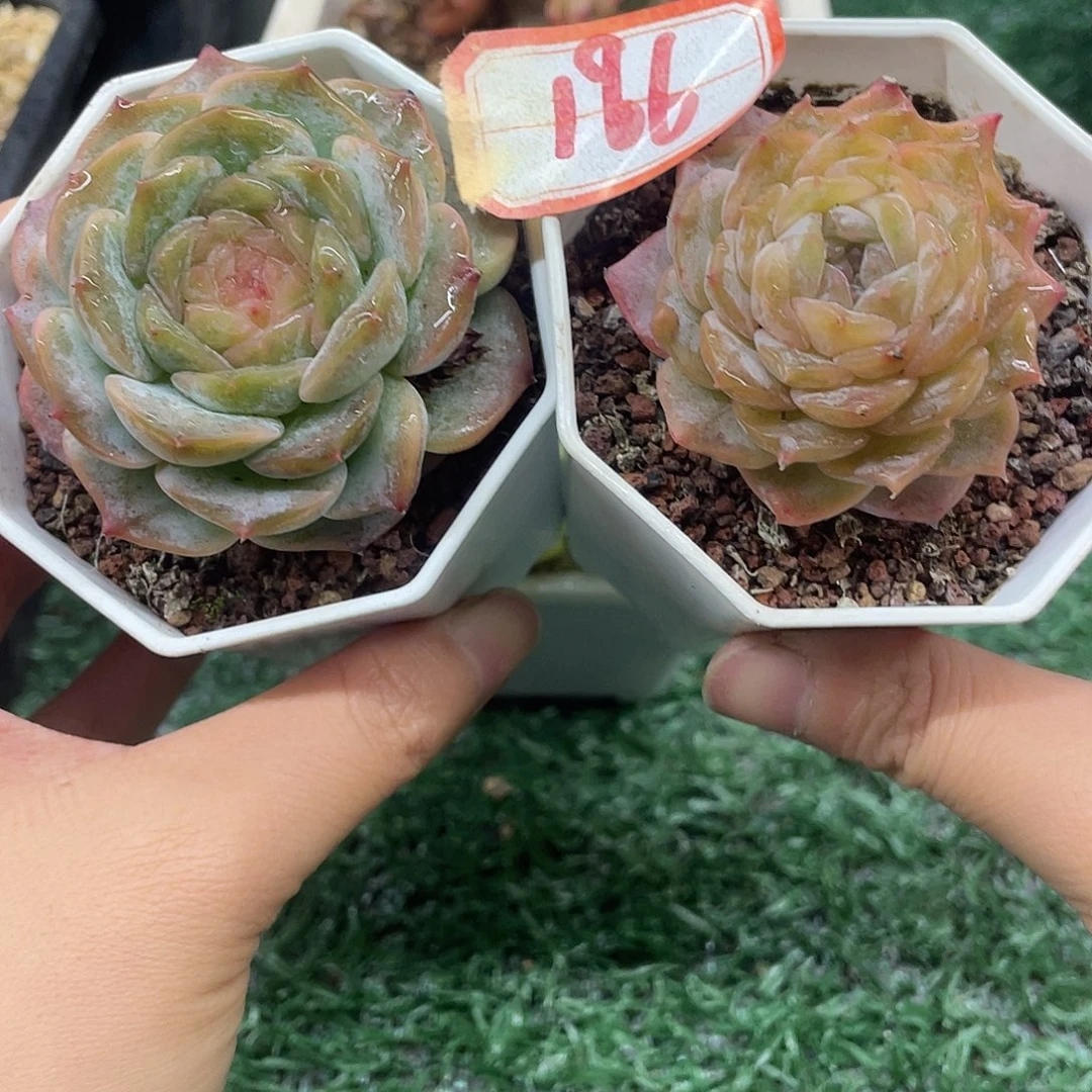 1096一物一一拍一拍