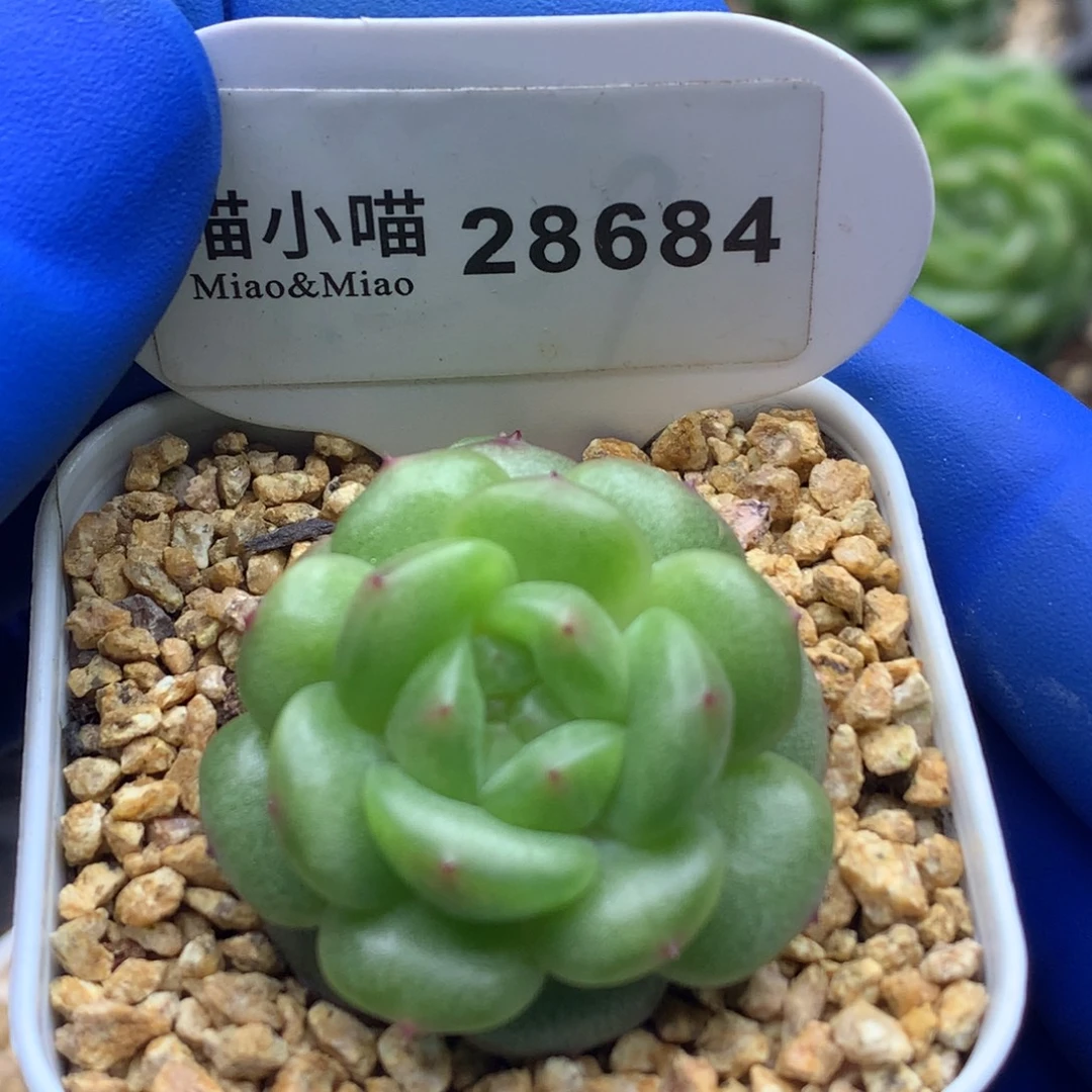 多肉植物杂交珍妮