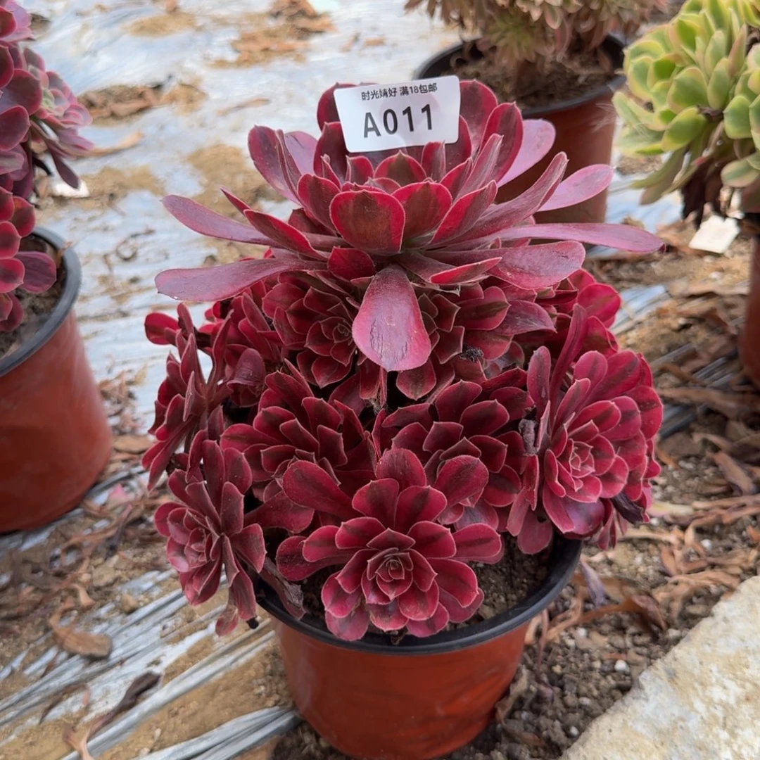 011美杜莎多肉植物