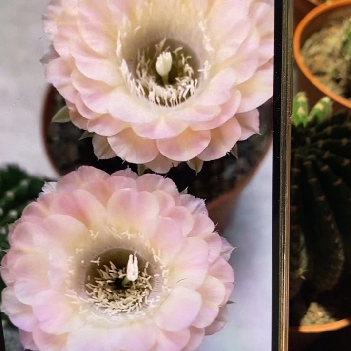 香香重花侧芽3公分左右