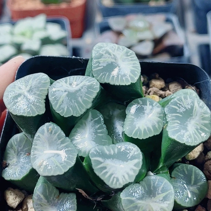 十二卷 瑞云万象母本