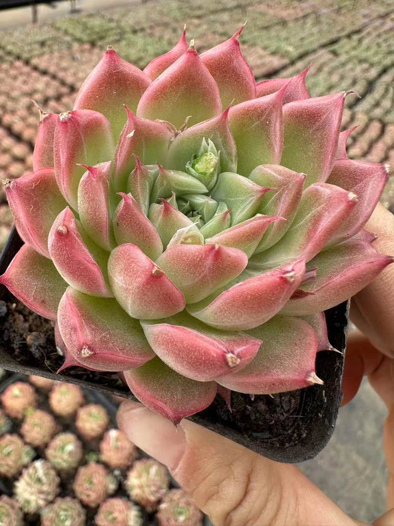 7#香水尔泰多肉植物   前男友精品多肉 sm0283
