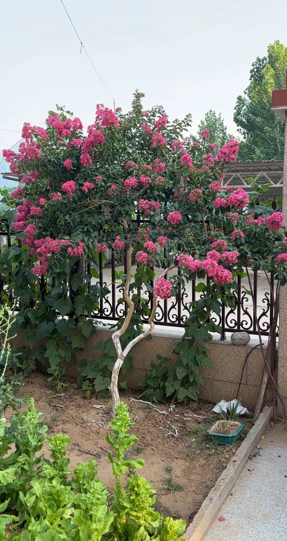 别墅庭院景观植物 日本宫粉 小叶玫红紫微 龙爪紫微