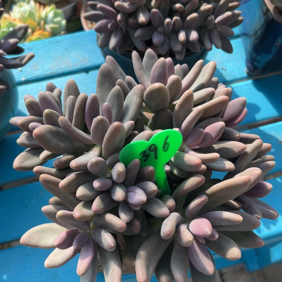 岁***?多肉植物一物一拍