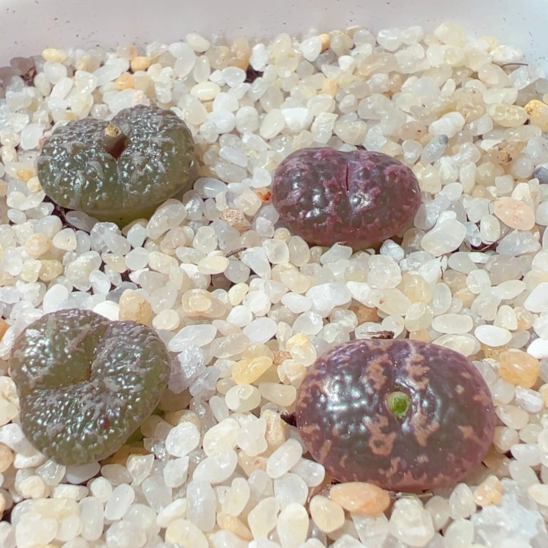 924-655多肉多肉鱼子酱