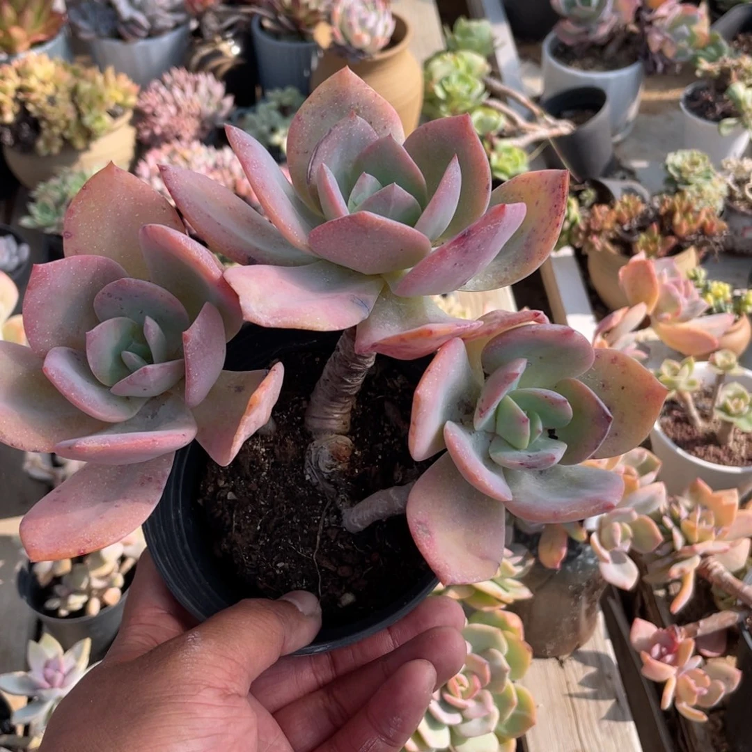 2906  白凤  六月六