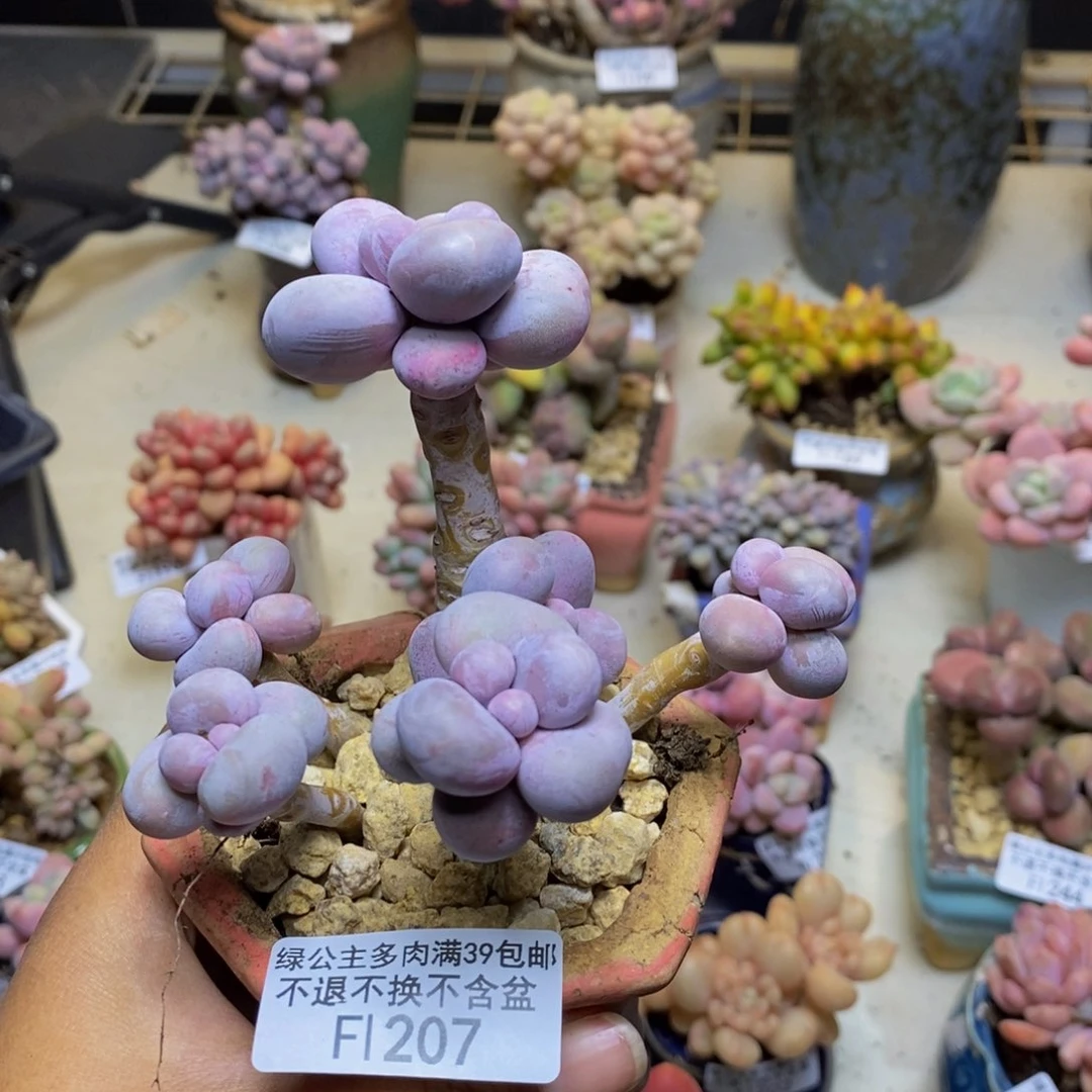 蓝****1207芭比奶多肉8cm