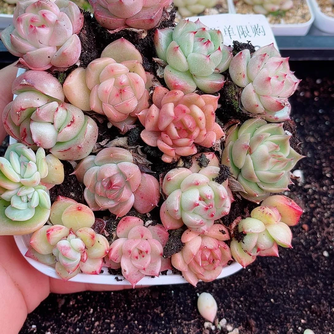 s****✨1-430新疆西藏内蒙不发12.8包邮2-3公分