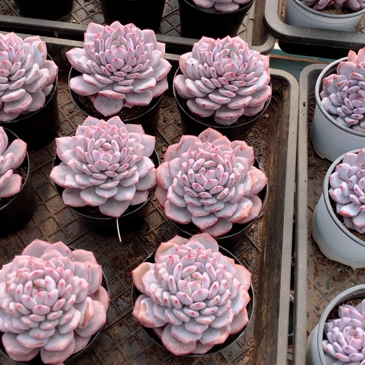 单头星星橙2颗两单包邮