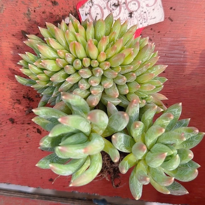 小*969炫彩星缀多肉植物