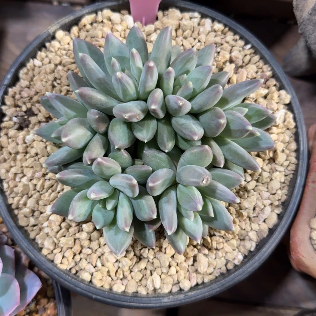 纱织美人11111111111111111111