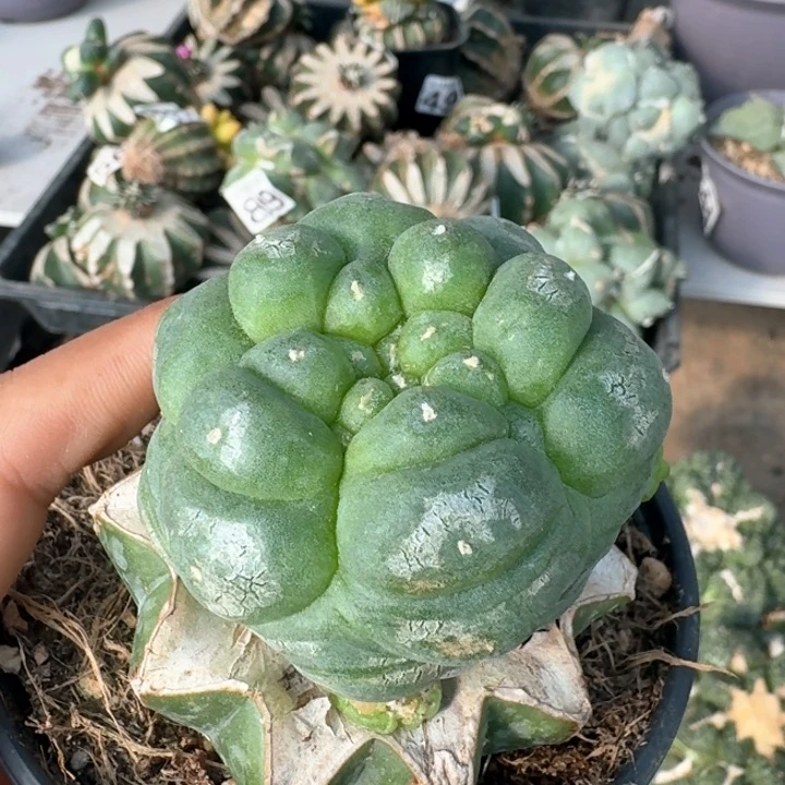 906仲永系大尤仙