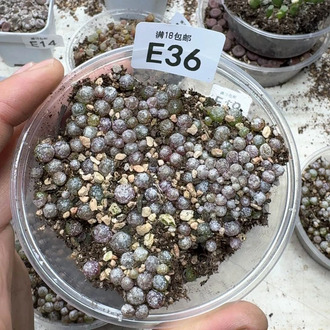 E36。小灯泡一盒。尺寸不大