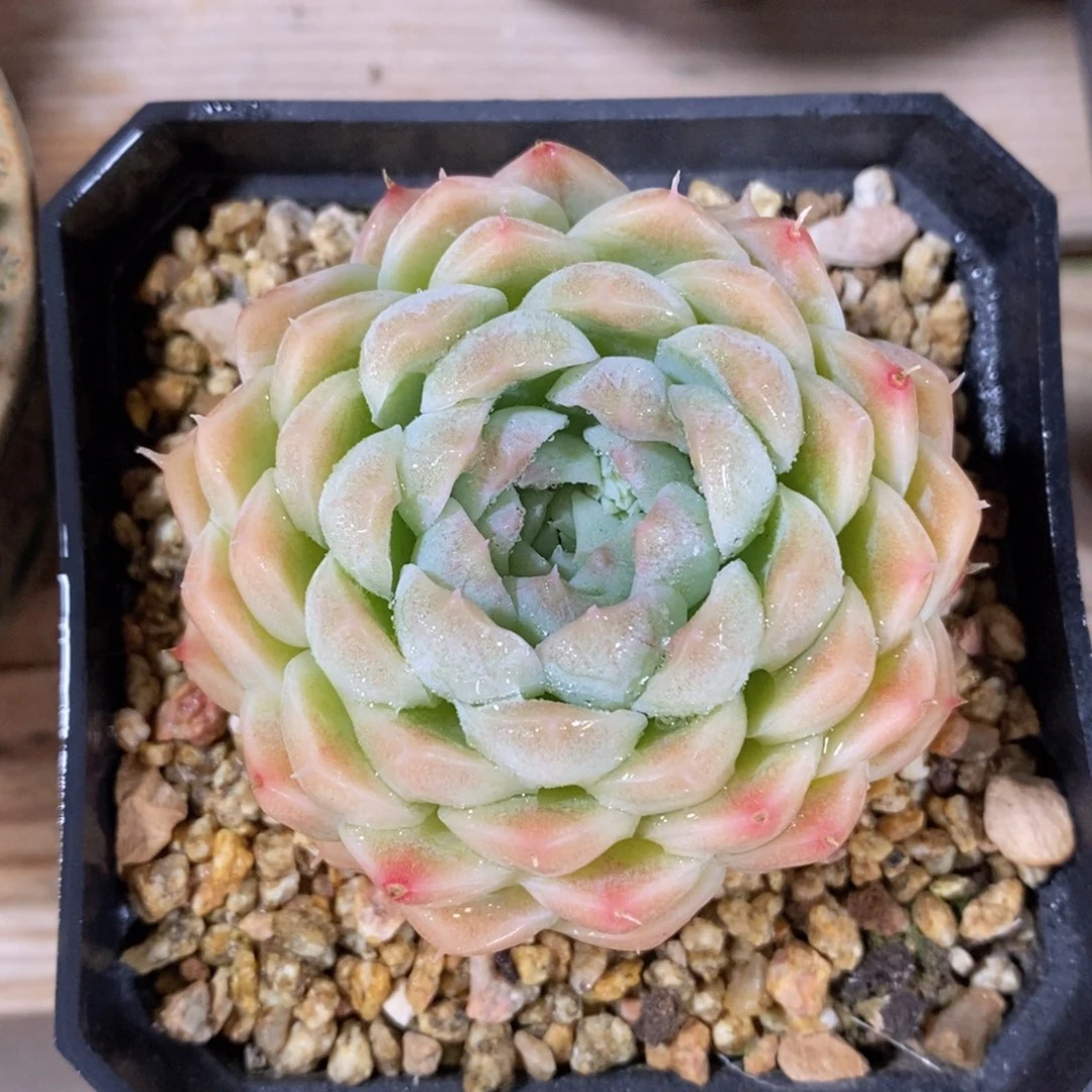 一物一拍多肉精品植物_212