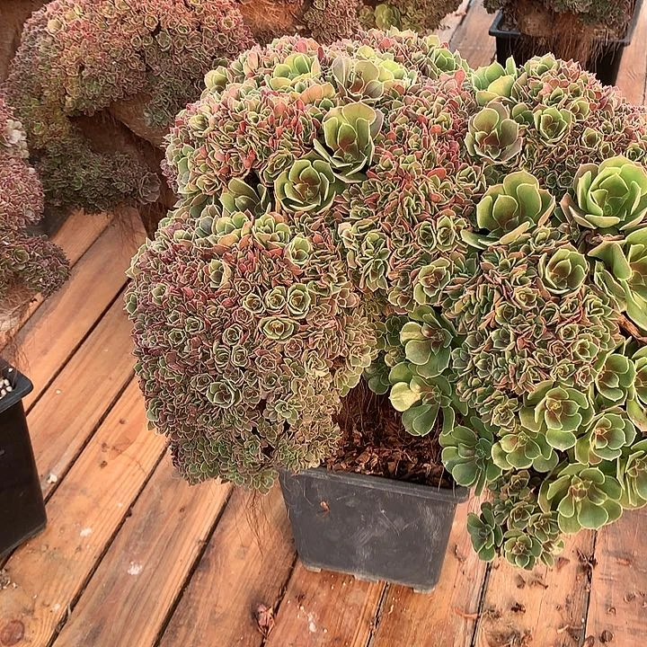 玫瑰朵朵脱土发货啊