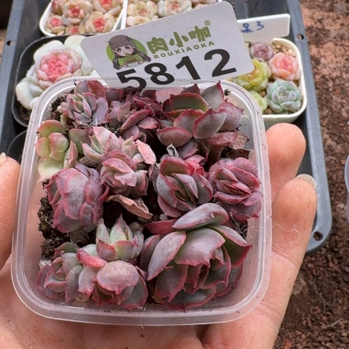 x***q多肉植物多肉植物