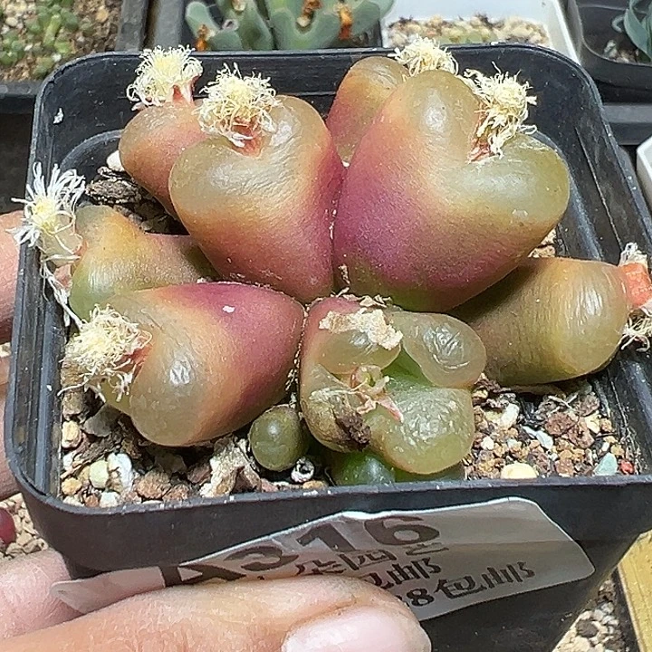 米***糯316号毛汗尼zzyyyxyxxyx