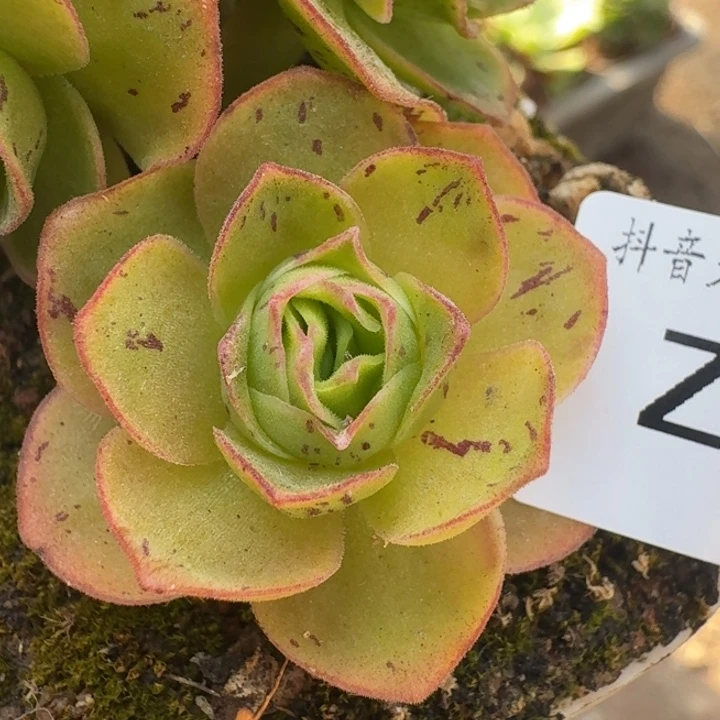 朱018。长老龙3。  小