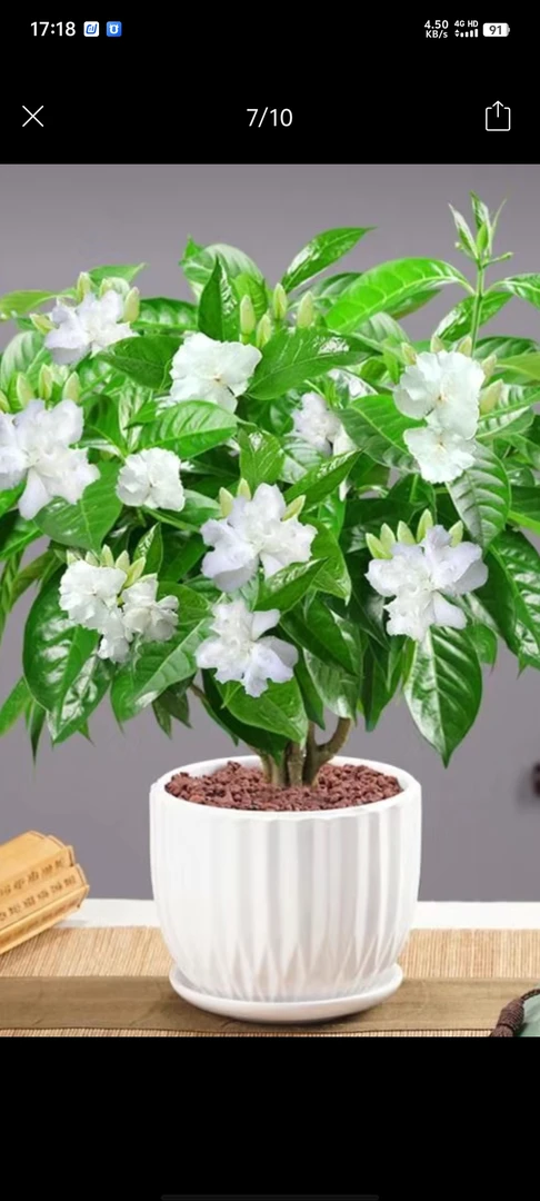 丁香花，（水晶茉莉），土球发货，图片仅供参考。不送保温，冻死不赔