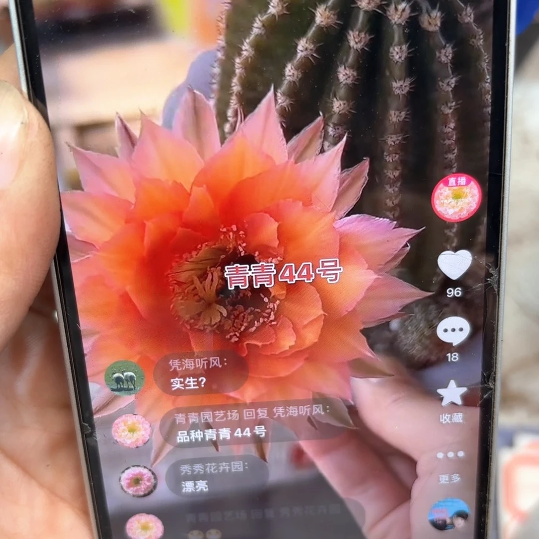 彩草44号6公分左右