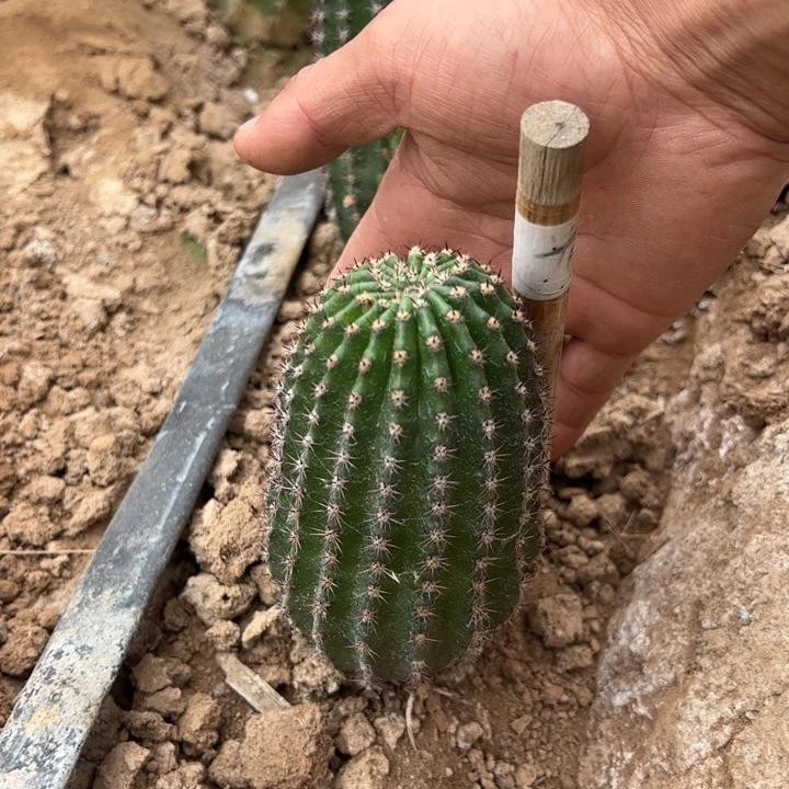 金妞蓉蓉一颗35///