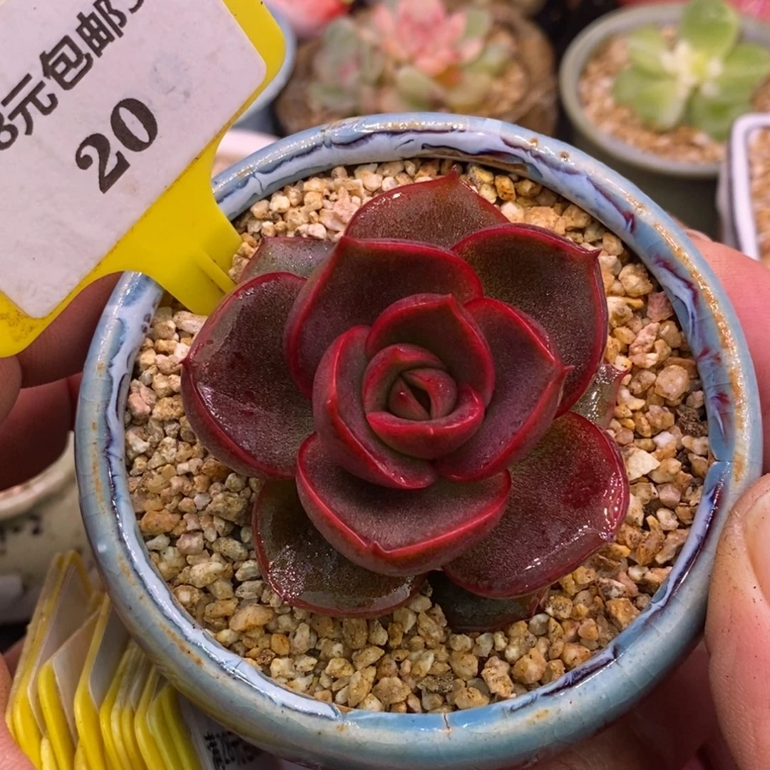 320红灯单头多肉。。……